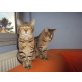 Fabio, Hauskatze - Kater
