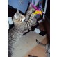 Fabio / Jamie, Hauskatze - Kater