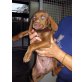 Fabio, Labrador Mischling Welpen - Rüde