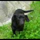 Fabio - MIschling - - Rüde