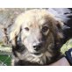 Fabio und Rinaldo, Collie Mix - Rüde