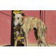 Fabul, Galgo Español - Rüde