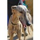 Fabul, sehr lieb!, Galgo Español - Rüde