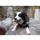 Face, Border-Collie - Hündin