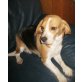 Fairy, Beagle - Hündin