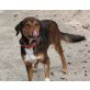 Faith sucht zuhause oder Pflegestelle, Setter Mix - Hündin