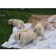 Faithful Angels, Labrador Retriever Welpen - Rüde