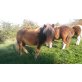 Falabella - Hengst