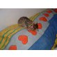 Falco, Hauskatze,Europäisch Kurzhaar - Kater