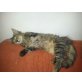 Falco, Kater zu verschenken - Kater