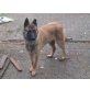 Falco, Malinois - Rüde