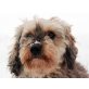Falco, Pudel-Bearded Collie-Mix - Rüde