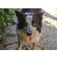 Falcon, Border-Collie - Rüde