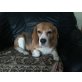 Falka, Beagle - Hündin