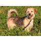 Falka, Terrier-Mischlg.ist ein Sonnenschein - Hündin