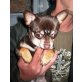 Falko, Chihuahua kurzhaariger Schlag - Rüde