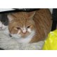 Fan, Britisch Kurzhaarkatze - Kater