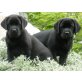 Fancy, Labrador Retriever Welpen - Hündin