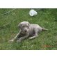 Fandy od Ptackovych rybnika, Weimaraner Welpen - Hündin