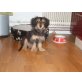 Fanny, Fanny Dackel/Spaniel Welpen - Hündin