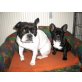 Fanny, Französische Bulldogge Welpen - Hündin