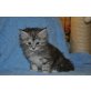 Fanny, Maine Coon - Katze