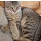 Fanny, Mischling - Katze