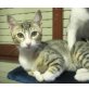 Fanny, niedlicher Grautiger mit weiß - Katze