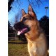 Fanta, Deutscher Schäferhund - Hündin