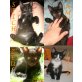 Fanta4 (Amy, Lilo, Stich & Zeus), Fanta4 - Katze