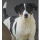 Fantana, freundliches Hundemädchen su. Familie Welpen - Hündin