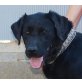 Fantasia, Labrador Retriever - Hündin