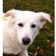 Fantasia, ser lächelnde Hund - Hündin