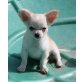 Fantastico, Chihuahua langhaariger Schlag Welpen - Rüde