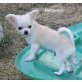 Fantastico, Chihuahua langhaariger Schlag Welpen - Rüde