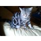 Fantasy Fortuna Fantomas, Britisch Kurzhaarkatze - Katze