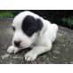 Fantasy lieb und sanft, Labi - Setter Mix Welpen - Hündin