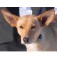 Farah, Pinscher-Minschlingshündin - Hündin