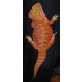 Farbbartagame- Pogona vitticeps - männlich