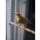 Farbkanarien - weiblich