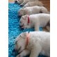 Farbkennzeichnung, Weisser Golden Retriever und Weisser Labrador Welpen - Rüde