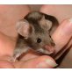 Farbmaus