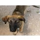 Farina, Schäferhund Welpen - Hündin