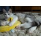 Farinelli, Türkische Angorakatze - Kater