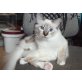 Farouk, Fable, Heilige Birma - Kater