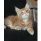 Farouk Flash, Maine Coon - Kater