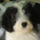 Fashion Style, Bearded Collie Welpen - Rüde