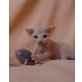 Fast & Furious, Devon Rex - Kater