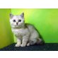 Fata Morgana vom Zarentiger, Britisch Kurzhaarkatze - Katze