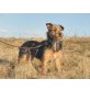 Fatima, Foxterrier/Yorkie Mix ! - Hündin